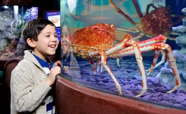 Japanese Spider crab