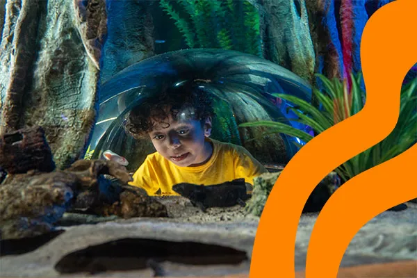 Schools Section 3 600X400