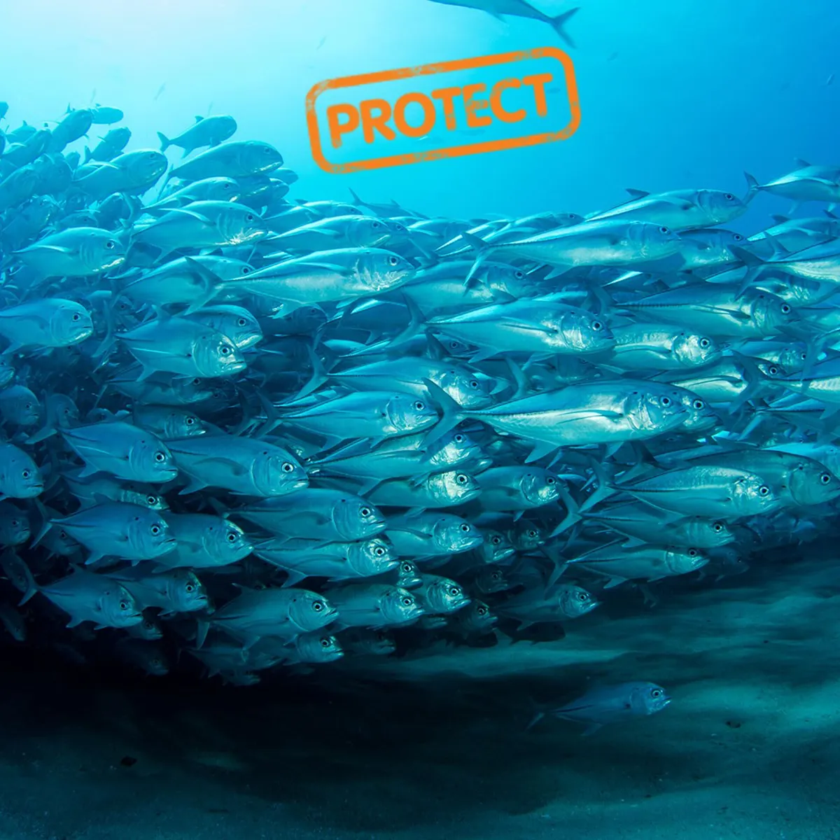 The Good Fish Guide | SEA LIFE London Aquarium