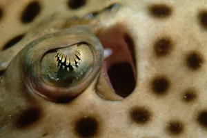 Spotted Ray