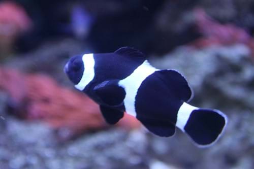 Black Clownfish