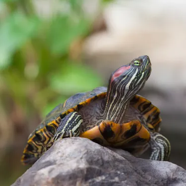 Red Earred Terrapin