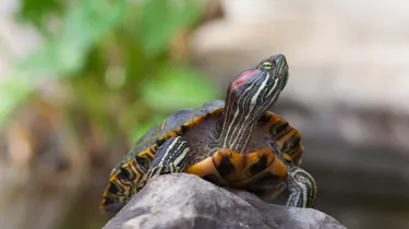 Red Earred Terrapin