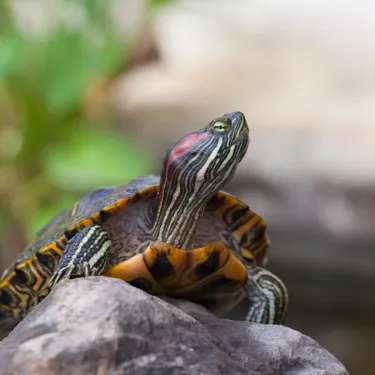 Red Earred Terrapin