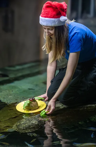An Aquarist feeding some terripins, whilst wearing a santa hat. They are sat next to a Christmas pudding made out of the terrapins food. 