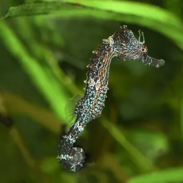 8899 Long Snouted Seahorse Hippocampus Guttulatus