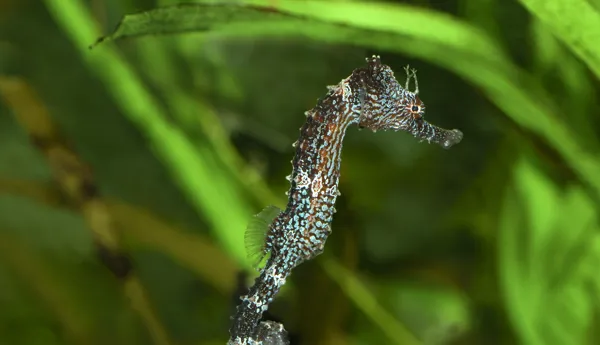 8899 Long Snouted Seahorse Hippocampus Guttulatus
