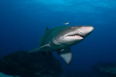 A shark calmly swimming in open water, not feeding or hunting.