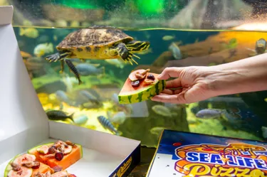 Terrapin Pizza2