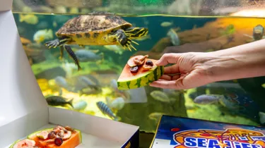 Terrapin Pizza2