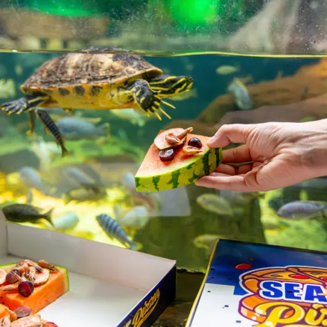 Terrapin Pizza2