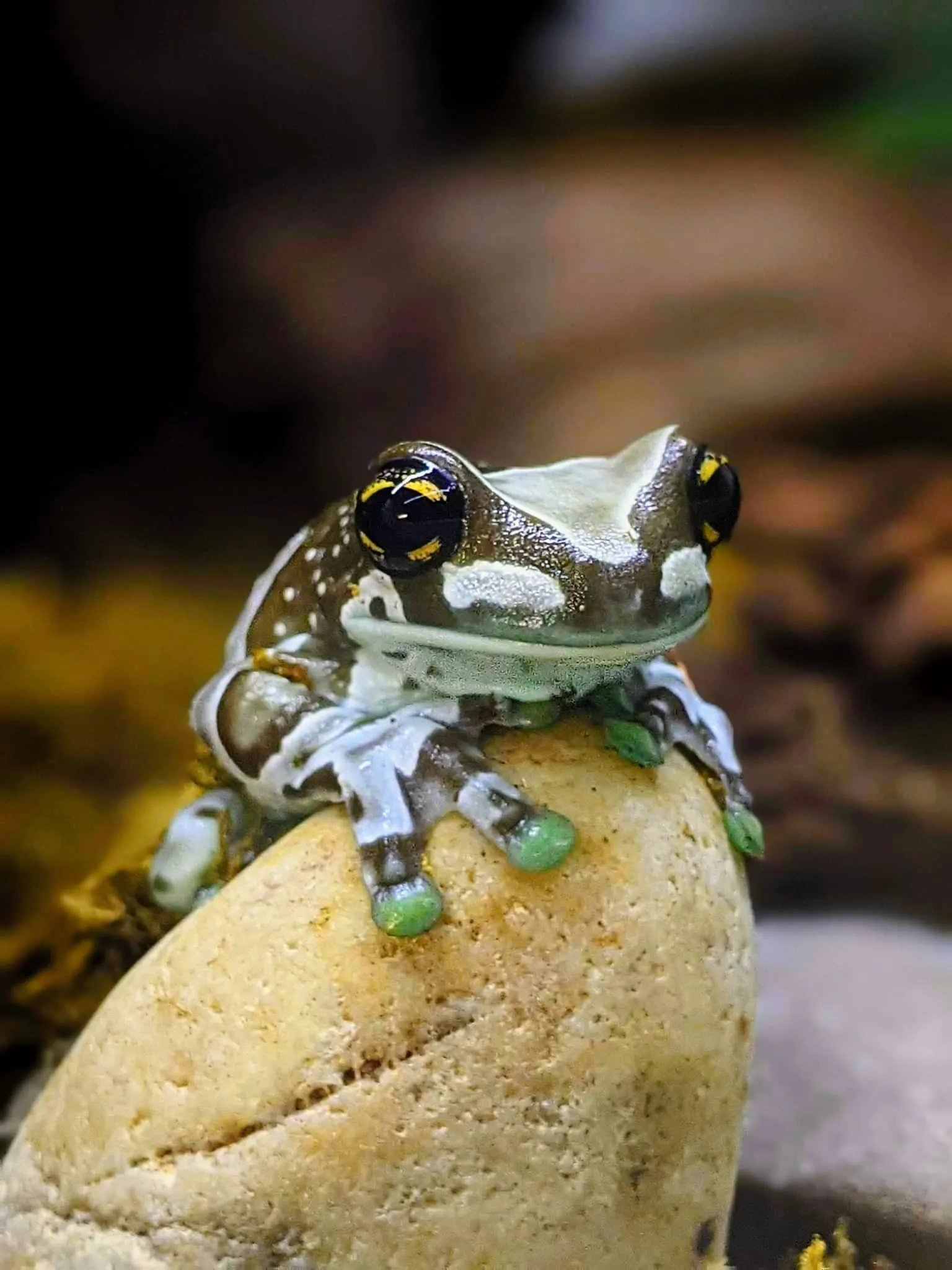 Top fun facts about poison dart frogs