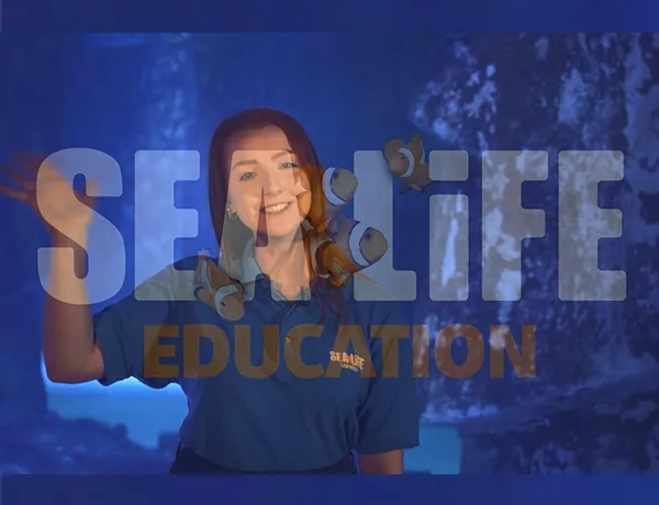 Video Hero 742X668v3 (1)