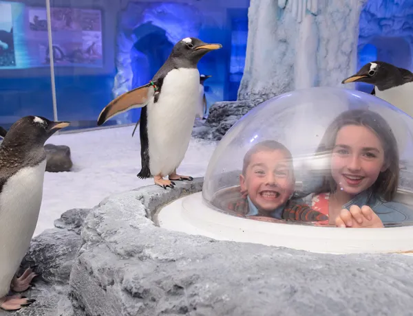 Students in a globe surrounded by penguins