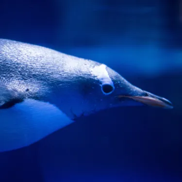 Penguins 1 (33)