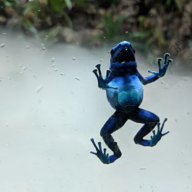 Blue Poision Dart Frog (3)