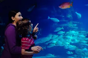 SEA LIFE Tank
