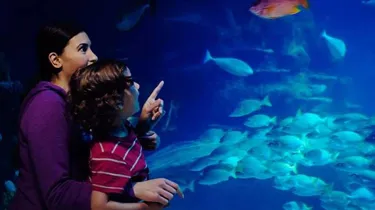 SEA LIFE Tank