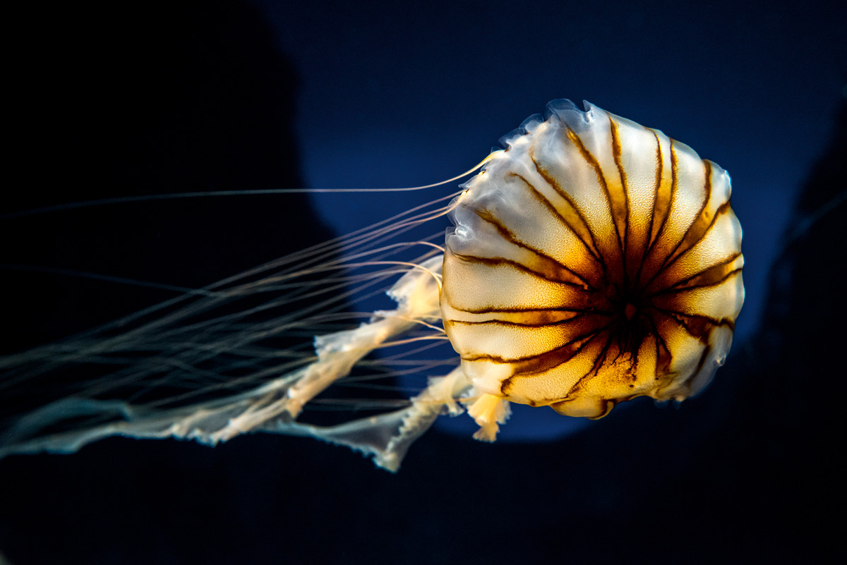 7 Cool Fun Facts about Jellyfish | SEA LIFE London Aquarium