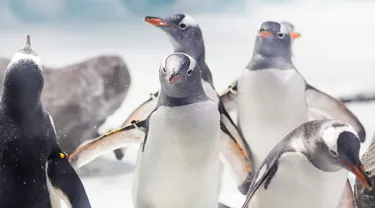 Gentoo Penguin Standard Ticket