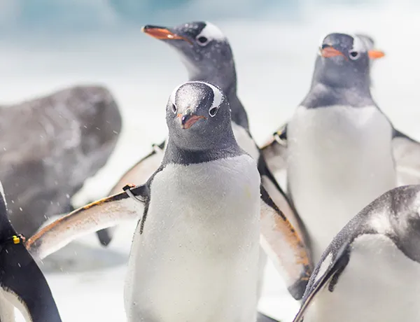 Gentoo Penguin Standard Ticket