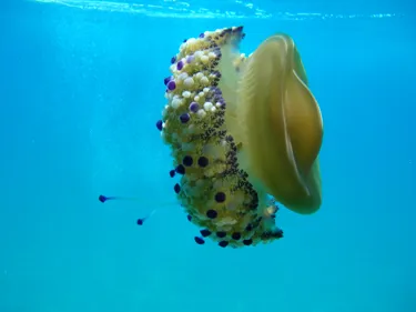 Fried Egg Jellyfish Cotylorhiza Tuberculata