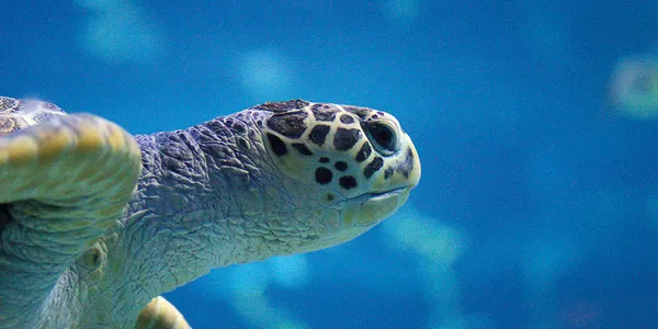 Blue Turtle Ticket 900X500
