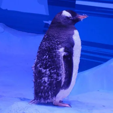 Icy Penguin