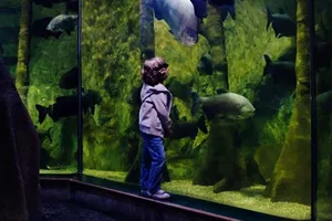 Boy At Fish Tank Rainforest