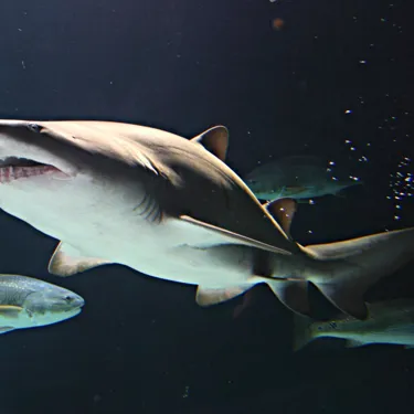 Sand Tiger Shark