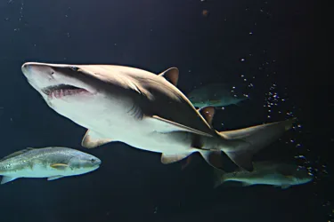 A Sand Tiger Shark Swimming in the water with a few silver fish swimming around it, its not feeding or hunting