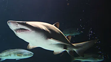 A Sand Tiger Shark Swimming in the water with a few silver fish swimming around it, its not feeding or hunting