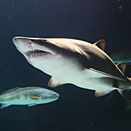 A Sand Tiger Shark Swimming in the water with a few silver fish swimming around it, its not feeding or hunting