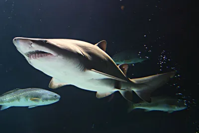 Sand Tiger Shark