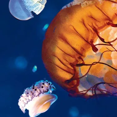 Orange jellyfish