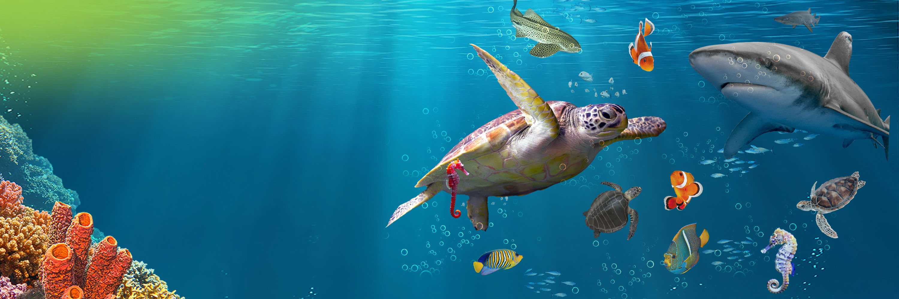 Summer Event at SEA LIFE London | Sea Creature Rescue Squad 2026