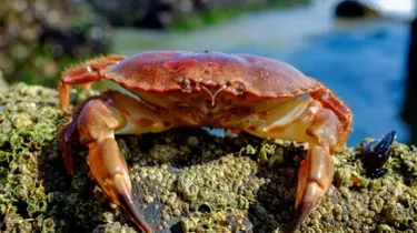 Crab