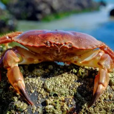 Crab