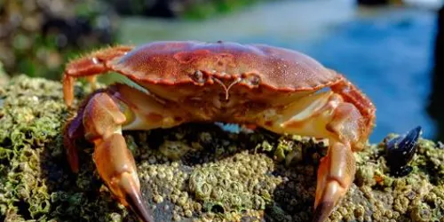 Crab