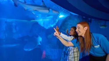 SEA LIFE Discovering Sharks