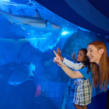 SEA LIFE Discovering Sharks
