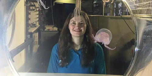 Mauve Stinger jellyfish