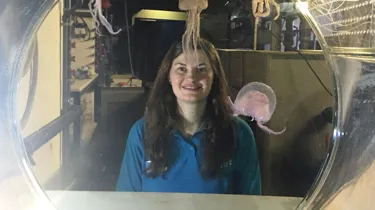 Mauve Stinger jellyfish