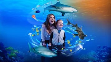 SLLA Sharks Banner 1000X600