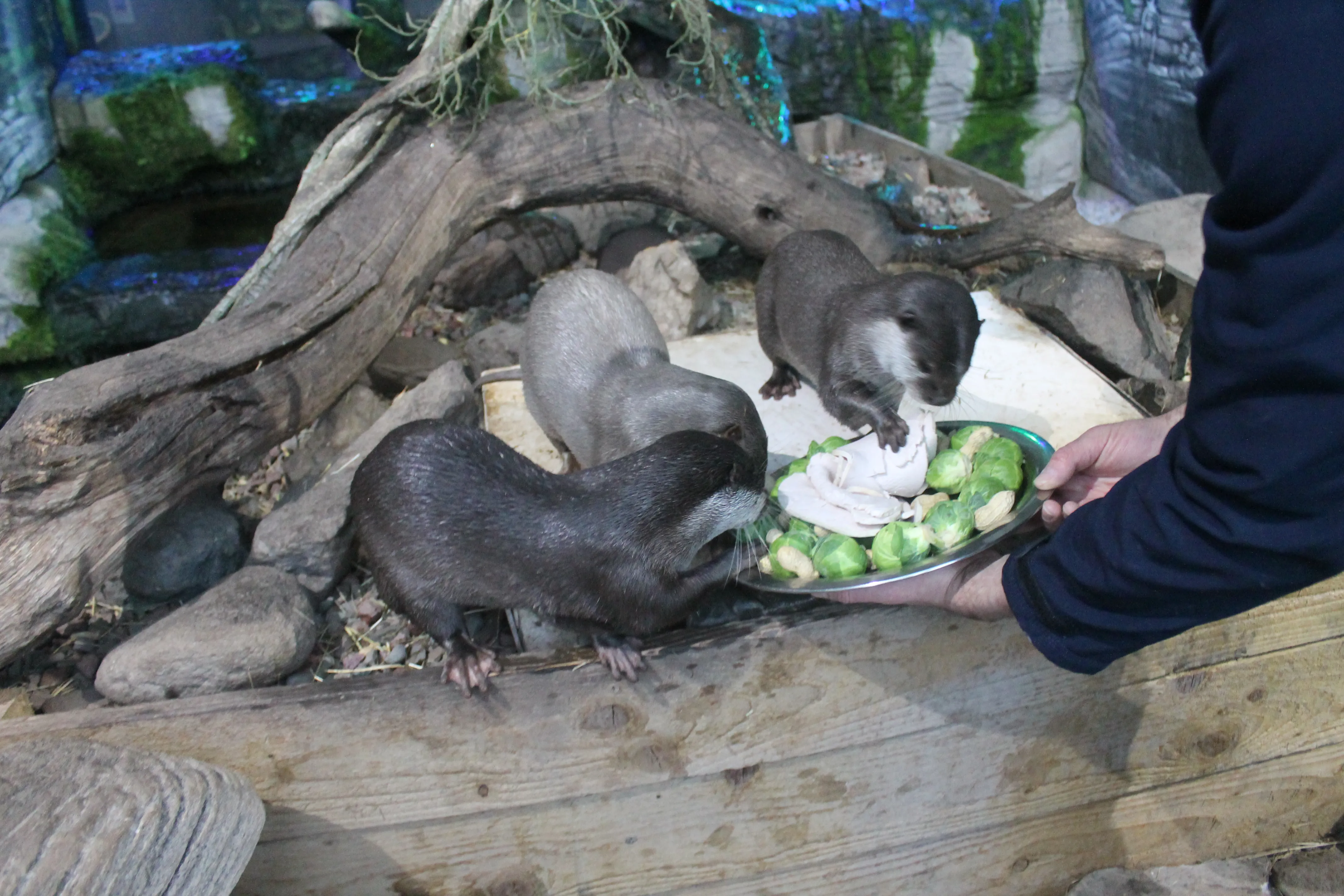 SEA LIFE Loch Lomond Lily, Pickle & Cub Tuck Into A Festive Feast