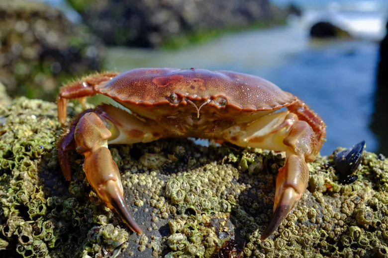 Rockpool Life The only Rock Pool in London | SEA LIFE London Aquarium