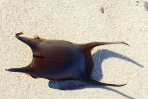 Mermaids Purse