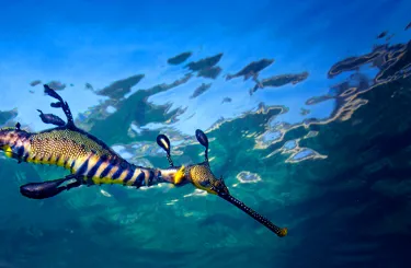 Sea Dragon
