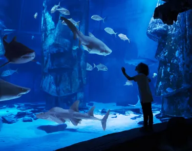 A child looking at a Sand Tiger Shark through a window, enjoying the view of the sharks