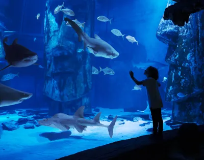 Sharks